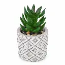PLANTA SUCULENTA C/ MACETA CEMENTO ( G120-4796 )