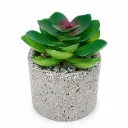 PLANTA SUCULENTA C/ MACETA CEMENTO ( G120-5034 )
